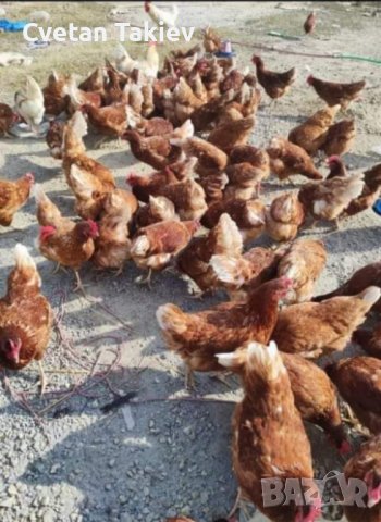 разплодни/оплодени яйца от Ломан Браун носачки , снимка 5 - Кокошки и пуйки - 43634220