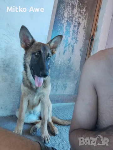 НЕМСКА ОВЧАРКА , снимка 1