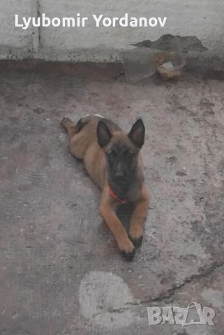 Белгийска малиноа 5 месеца, снимка 2 - Белгийска овчарка - 52382790