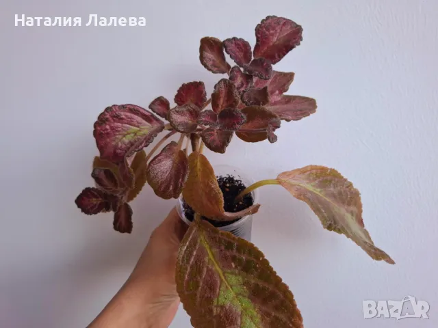 Еписция, episcia jim's rose garden, снимка 3 - Стайни растения - 49556528