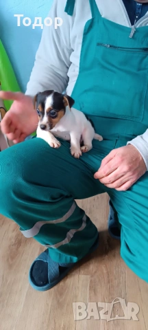 Джак Ръсел териер , снимка 3 - Джак ръсел териер - 53402733