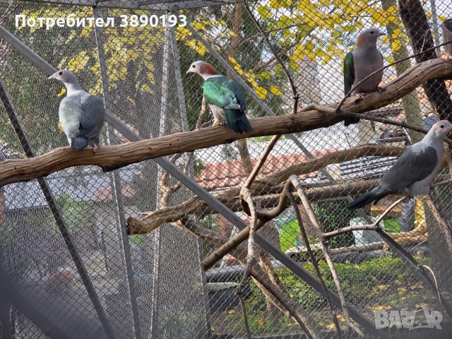 Плодоядни гълъби, снимка 4 - Папагали - 52631202