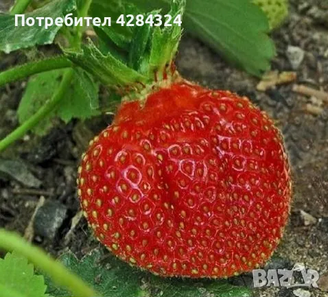 Prodavam koreni celogodishni qgodi 2 sorta Monterei i Flamenko, снимка 2 - Разсади - 47782592