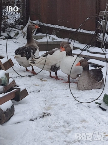 гъски петли пуйки