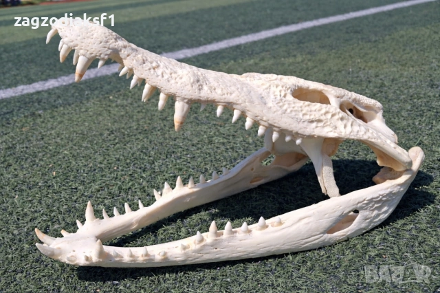 ЧЕЛЮСТ от Истински КРОКОДИЛ, снимка 3 - Колекции - 53080066