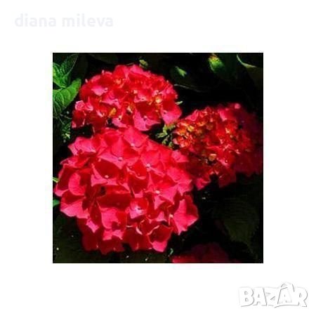 Хортензия Червен Барон, Hydrangea macr. Red Baron , снимка 2 - Градински цветя и растения - 43401769