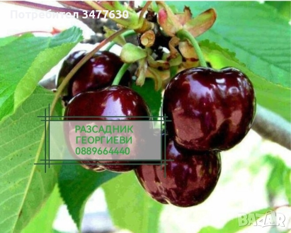 МИНИ (КОЛОННИ) ОВОЩНИ ДРЪВЧЕТА, снимка 15 - Градински цветя и растения - 47081860