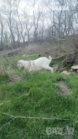 Продавам пръчле на 1г., снимка 1