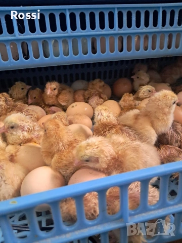 Дворни пиленца и от сини яйца, снимка 11 - Кокошки и пуйки - 53276186