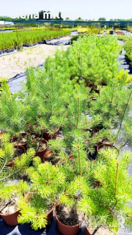 Бял бор, Pinus sylvestris, снимка 7 - Градински цветя и растения - 43936306