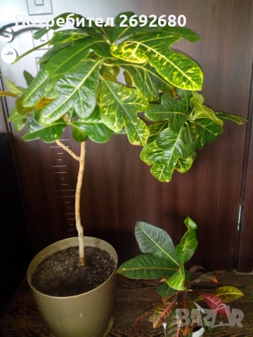 Планински кротон, височина 45-100см./цени в описанието 