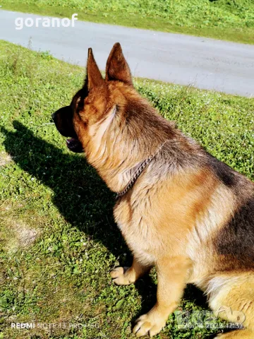 Чистокръвна немска овчарка за РАЗПЛОД, снимка 2 - Немска овчарка - 49961288