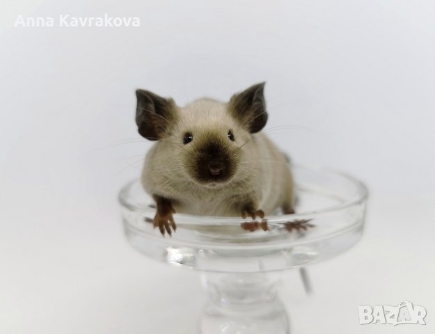 Сиамски мишки Siamese Sable 