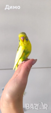 Изложбено вълнисто бебе, снимка 2 - Папагали - 52685376