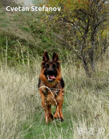 Немска овчарка, снимка 9 - Немска овчарка - 35397071