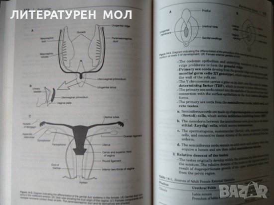 Embryology: Board, Review, Series Ronald W. Dudek, James D. Fix 1995 г., снимка 8 - Специализирана литература - 33383736
