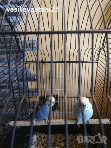 чифт вьлнисти папагали с клетка , снимка 5 - Папагали - 52690886