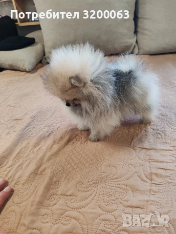 Померан мини померан , снимка 5 - Померан - 53054110