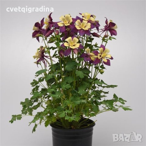 Aquilegia Purple Yellow(Аквлегия Лилаво Жълто), снимка 1