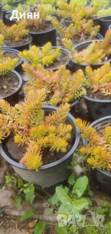 Седум Анджелина, Sedum rupestre Angelina, снимка 3 - Градински цветя и растения - 49963055
