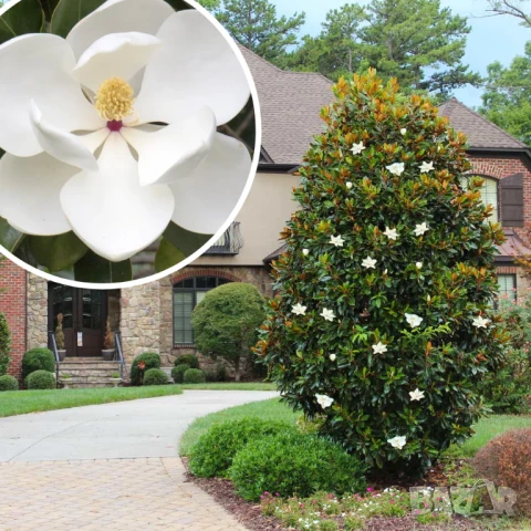 Магнолия Грандефлора, снимка 1