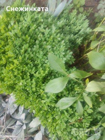 Чемшир листа (отвара за бъбречна недостатъчност)