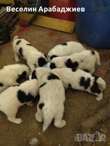 Каракачанки , снимка 1