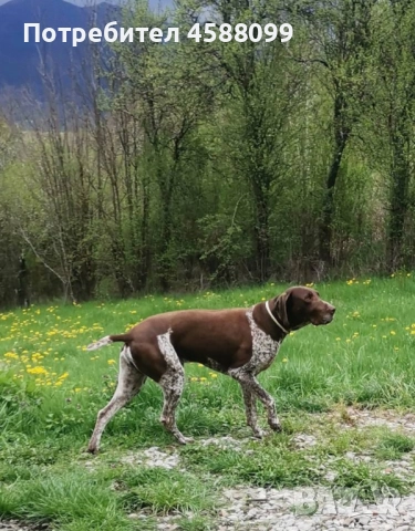 Продавам  малки Курцхари., снимка 1