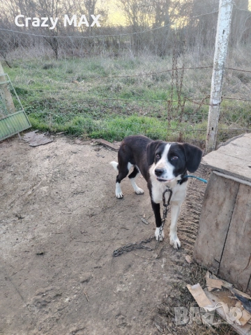 Роки търси нов дом 