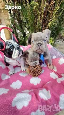 Френски булдог, снимка 2 - Френски булдог - 51950911