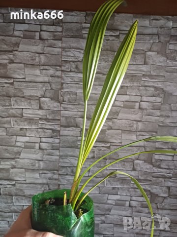Финикова палма, снимка 2 - Стайни растения - 43851705
