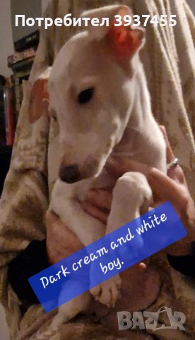 Редки кученца Cream Whippet, снимка 2 - Ваймаранер - 43604372