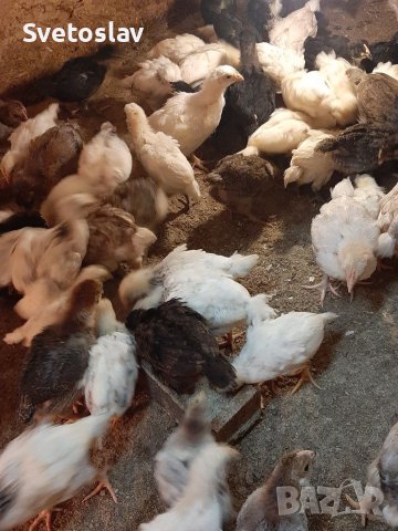 Пилета на 35 дена, снимка 12 - Кокошки и пуйки - 36494208