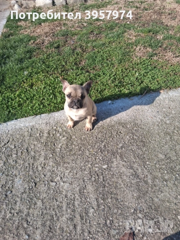 Продава се мъжко булдоче на 3 и половина месеца с три ваксини и паспорт , снимка 4 - Френски булдог - 53028052