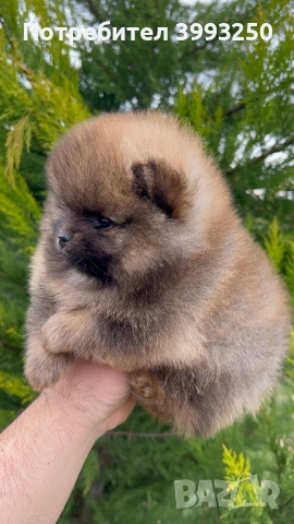 Уникални мини момчета, снимка 6 - Померан - 53563506