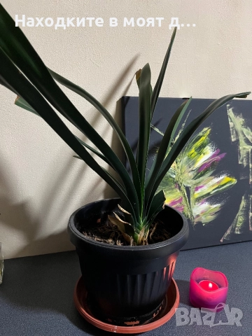 Кливия оранж