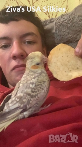 ръчно отглеждане на птици, снимка 16 - Папагали - 52415606