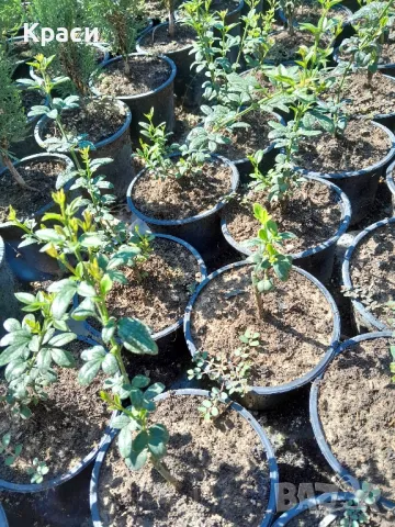 Зимен жасмин, снимка 2 - Градински цветя и растения - 47429180