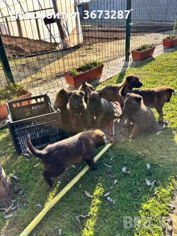 Белгийска овчарка малиноа, снимка 2 - Белгийска овчарка - 52822015