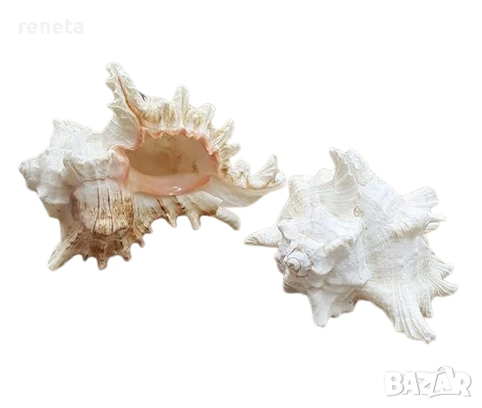 Раковина Мурекс, Естествена, Натурален цвят, 18-20 см, снимка 1