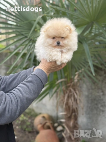 Много сладки Мини Померани, снимка 2 - Померан - 37988243