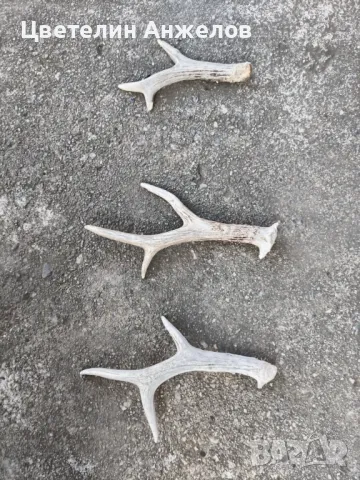 Рога за декорация 