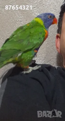 Многоцветно Лори, снимка 3 - Папагали - 49327220