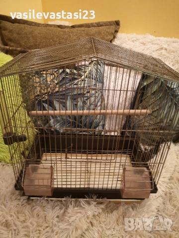 чифт вьлнисти папагали с клетка , снимка 3 - Папагали - 52690886