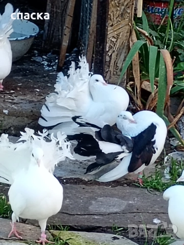 гълъби фенерлия декорация , снимка 7 - Гълъби - 52421214