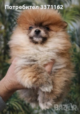  Померан  момче