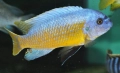 Аквариумни риби, африкански цихлиди от езерото Малави, снимка 7