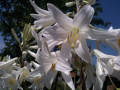 Бял крем -Лилиум, снимка 1 - Градински цветя и растения - 44761540