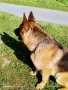 Чистокръвна немска овчарка за РАЗПЛОД, снимка 2