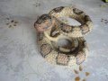 Страхотна скулптура фигура на змия фигура маркирана, снимка 3